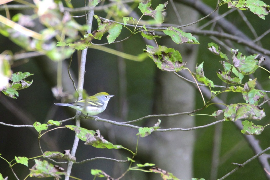 Chestnut-sided Warbler - Vickie Baily