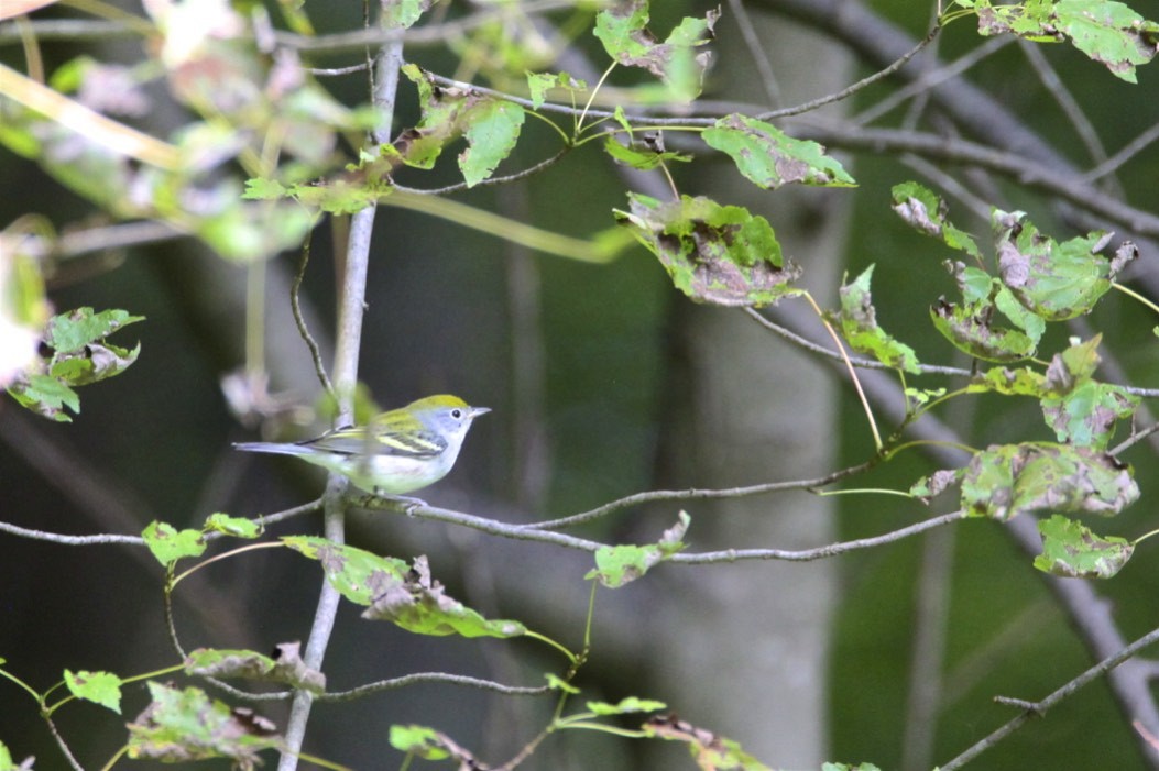 Chestnut-sided Warbler - ML262986731