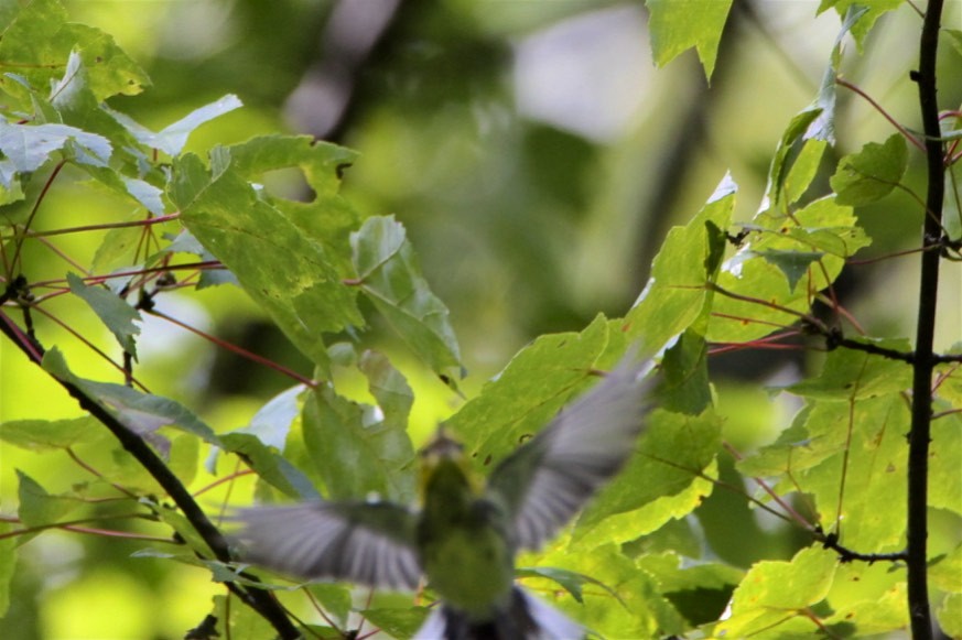 Black-throated Green Warbler - ML262986771