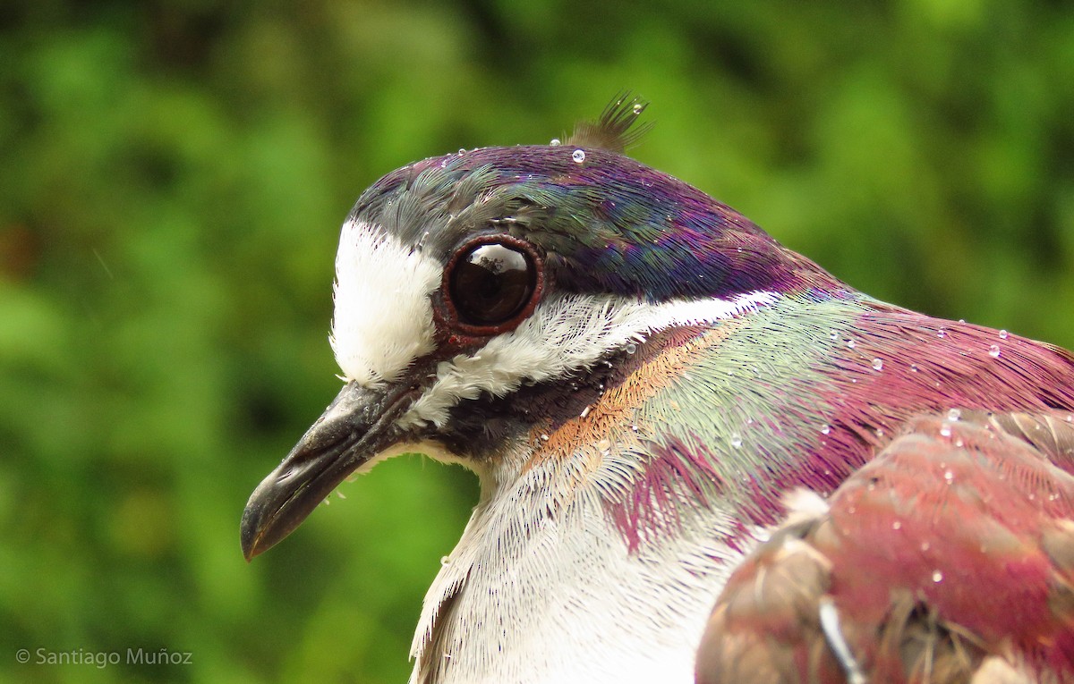 Purple Quail-Dove - ML262987821