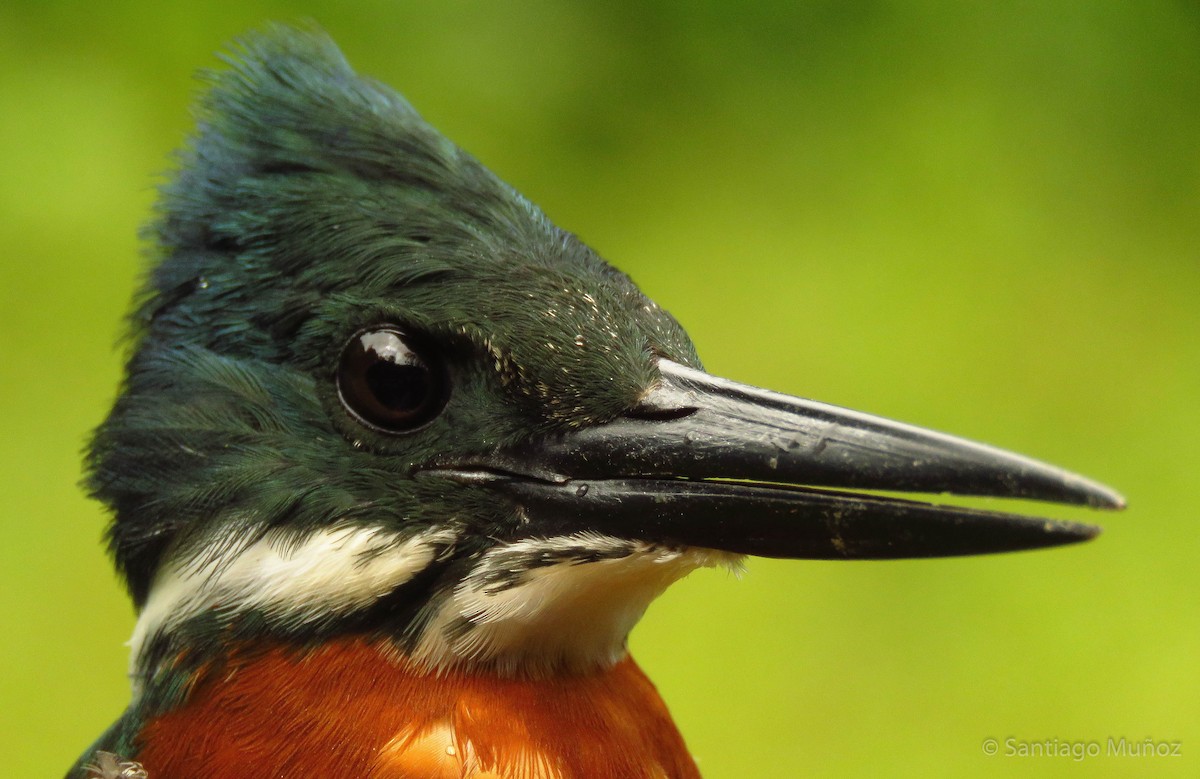 Green Kingfisher - Santiago Muñoz Bolaños