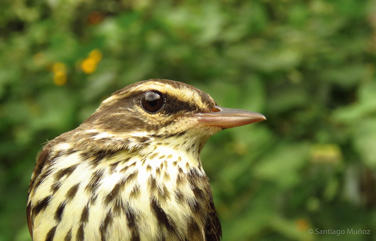 Northern Waterthrush - ML262988761