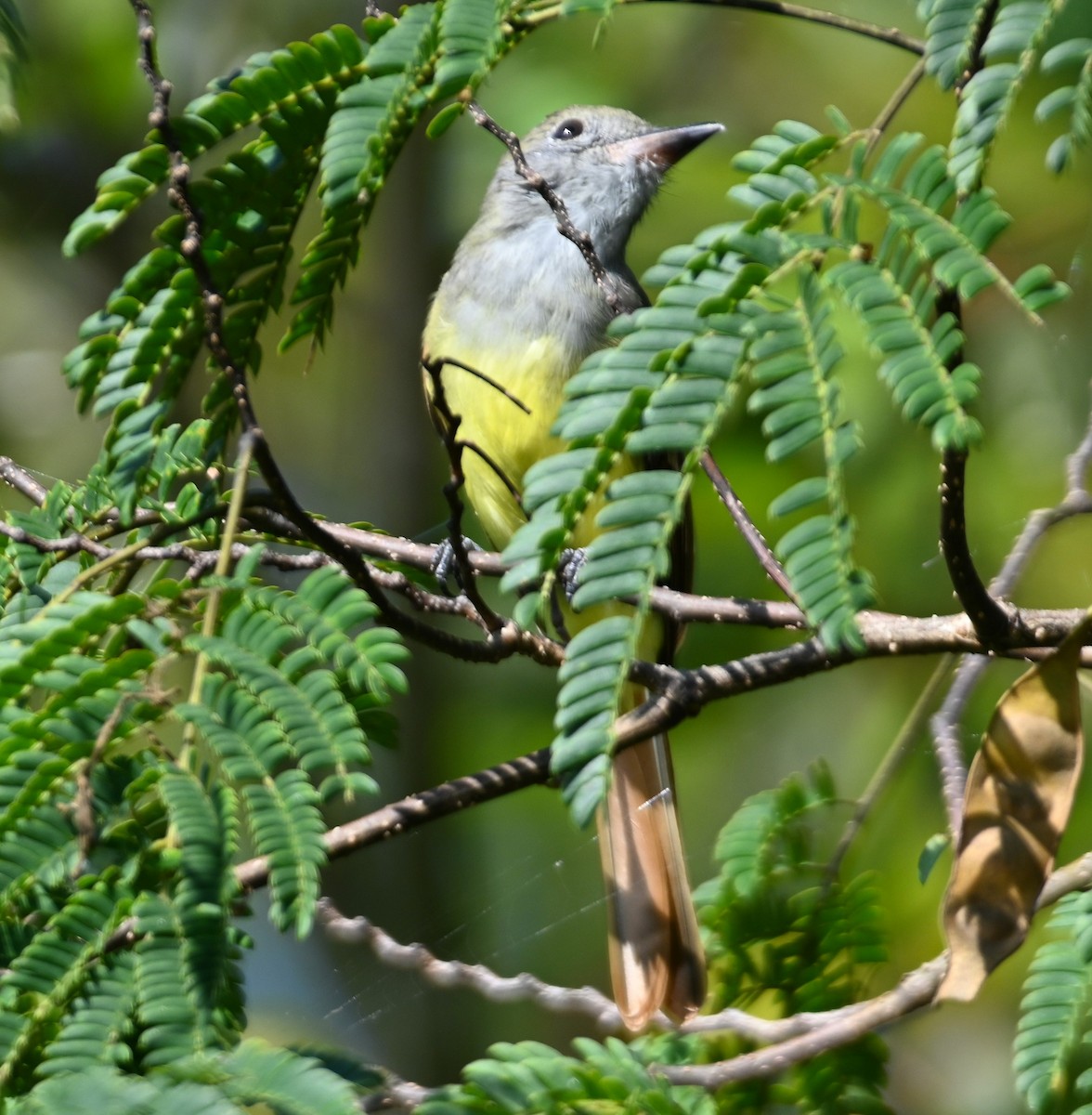 Great Crested Flycatcher - ML262989671