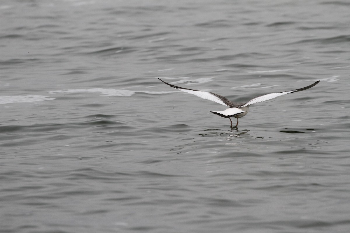 Sabine's Gull - Mike Rabenberg