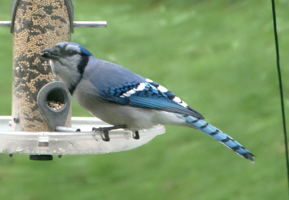 Blue Jay - Mary Hall