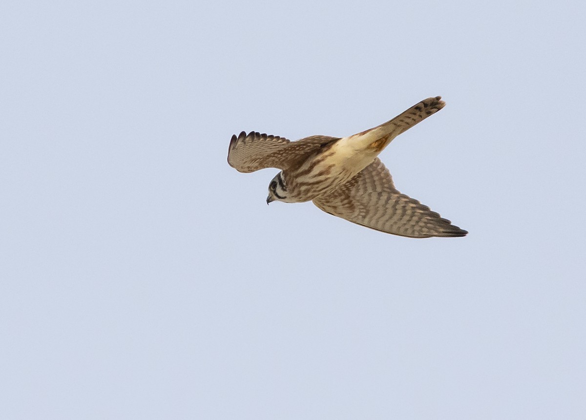 American Kestrel - ML262990271