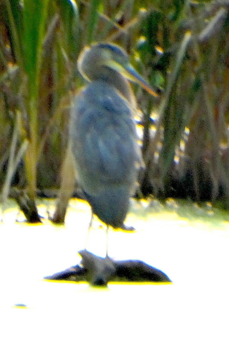 Great Blue Heron - Mary Hall