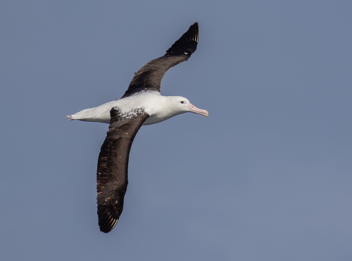 Northern Royal Albatross - Paul Brooks
