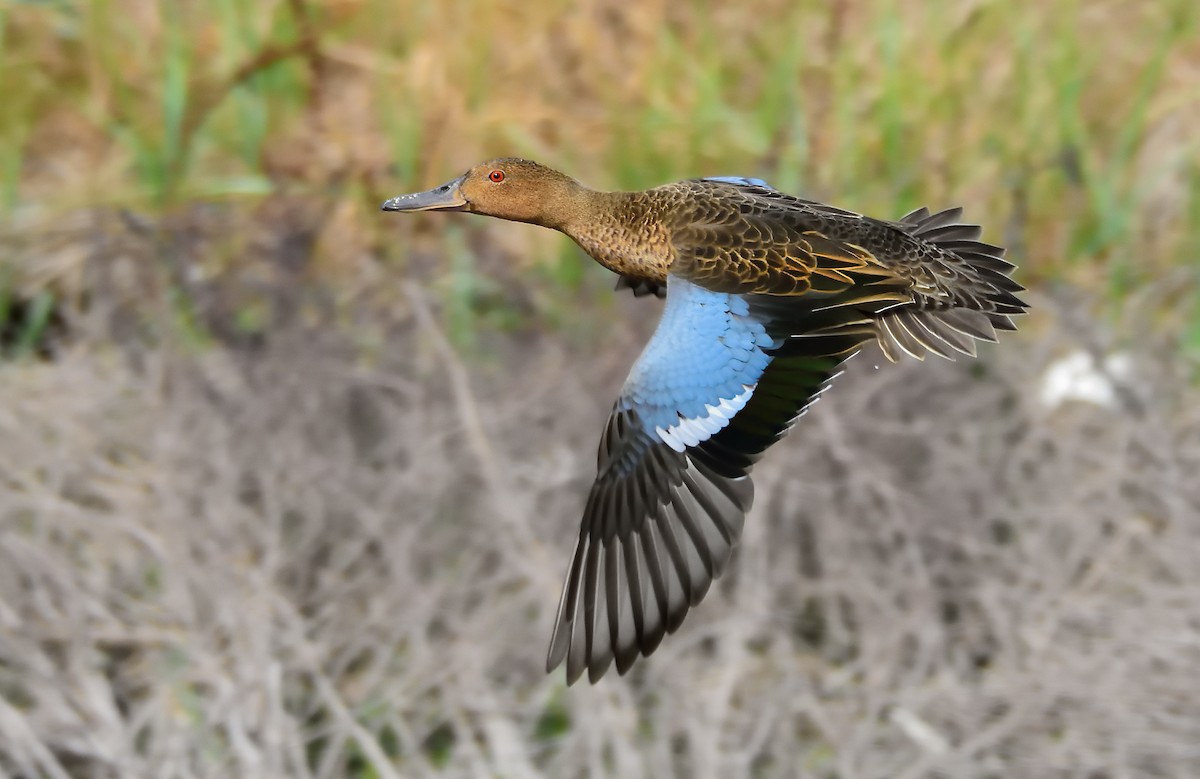 Cinnamon Teal - Ad Konings