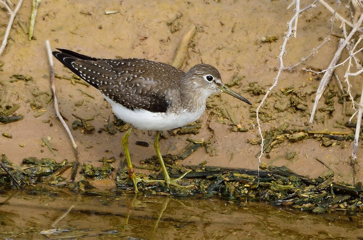 Solitary Sandpiper - ML262996411