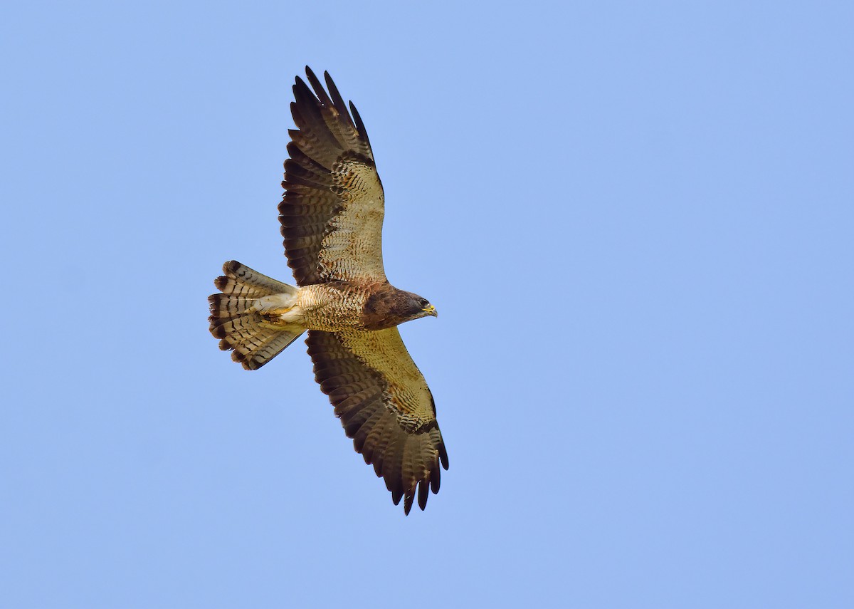 Swainson's Hawk - ML262996421