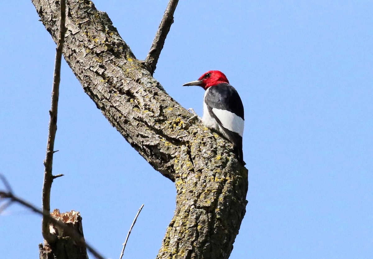 Red-headed Woodpecker - ML262997161