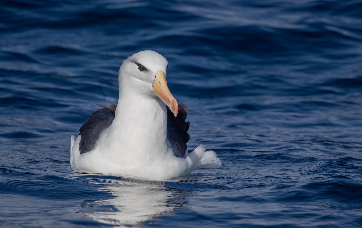 Black-browed Albatross (Black-browed) - Paul Brooks