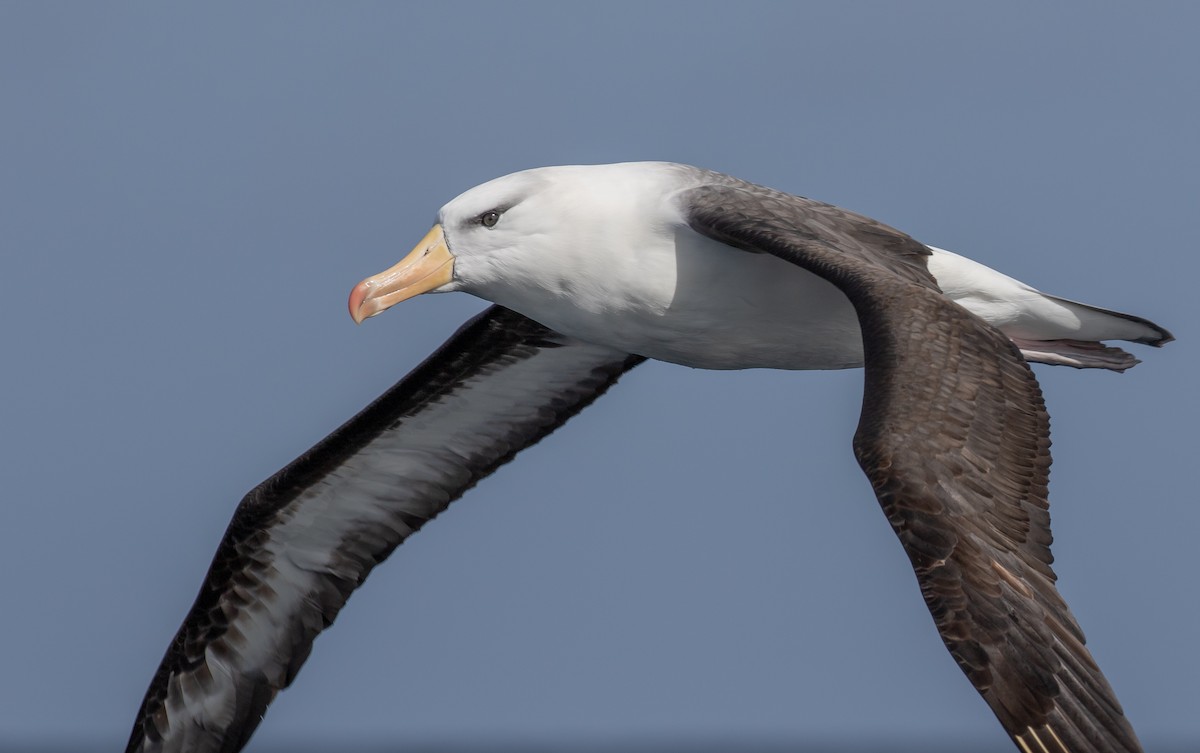 Black-browed Albatross (Black-browed) - Paul Brooks