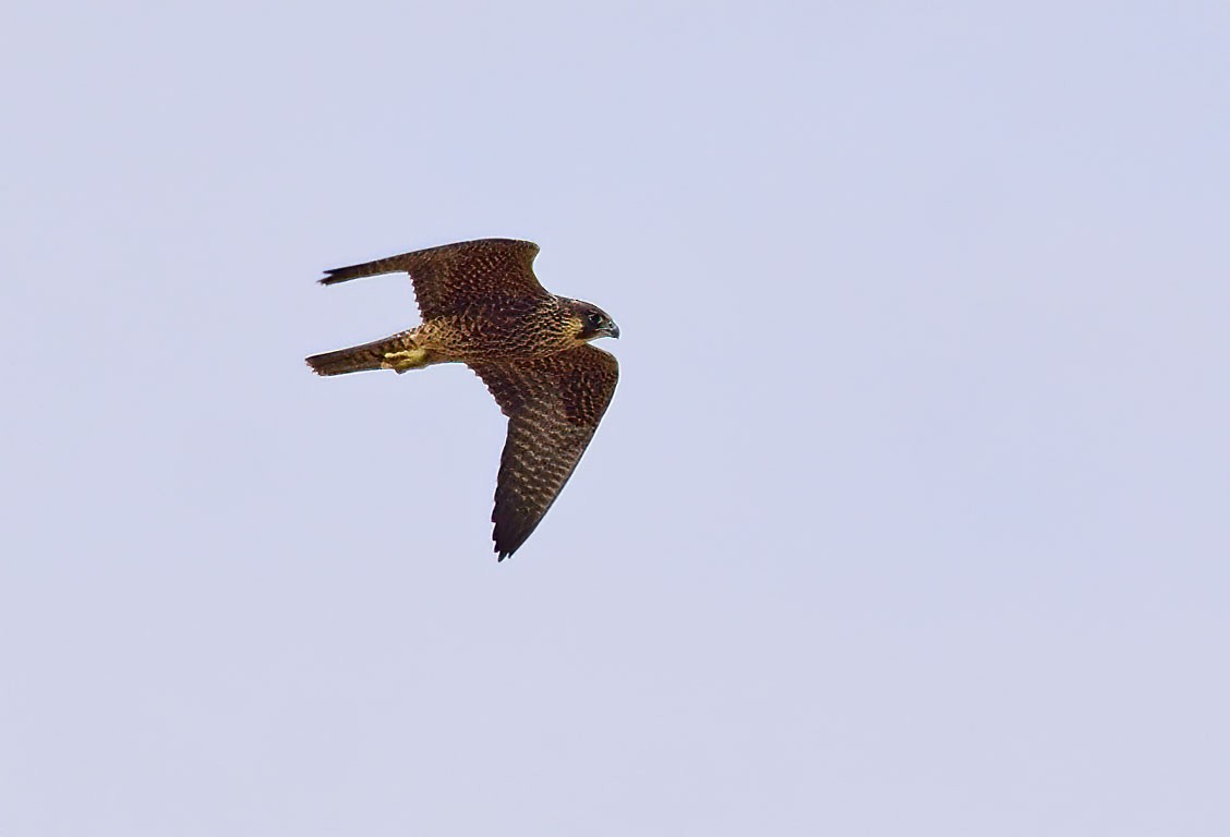 Peregrine Falcon - ML262999071