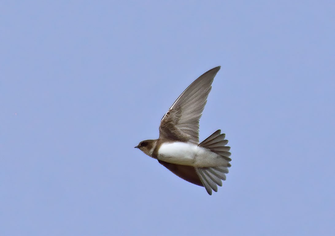 Bank Swallow - ML262999451