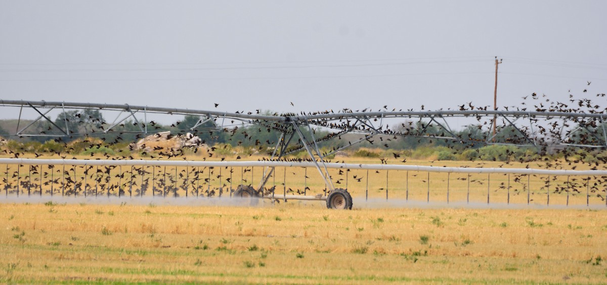 Yellow-headed Blackbird - ML262999501