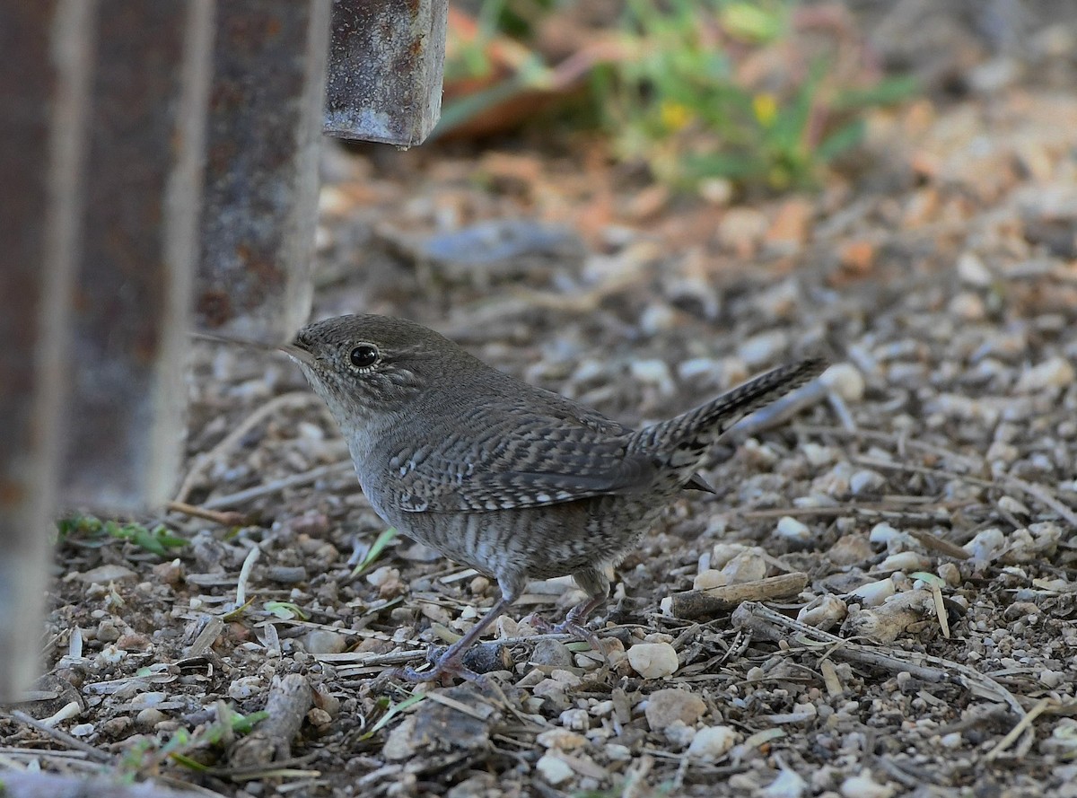 House Wren - ML262999831