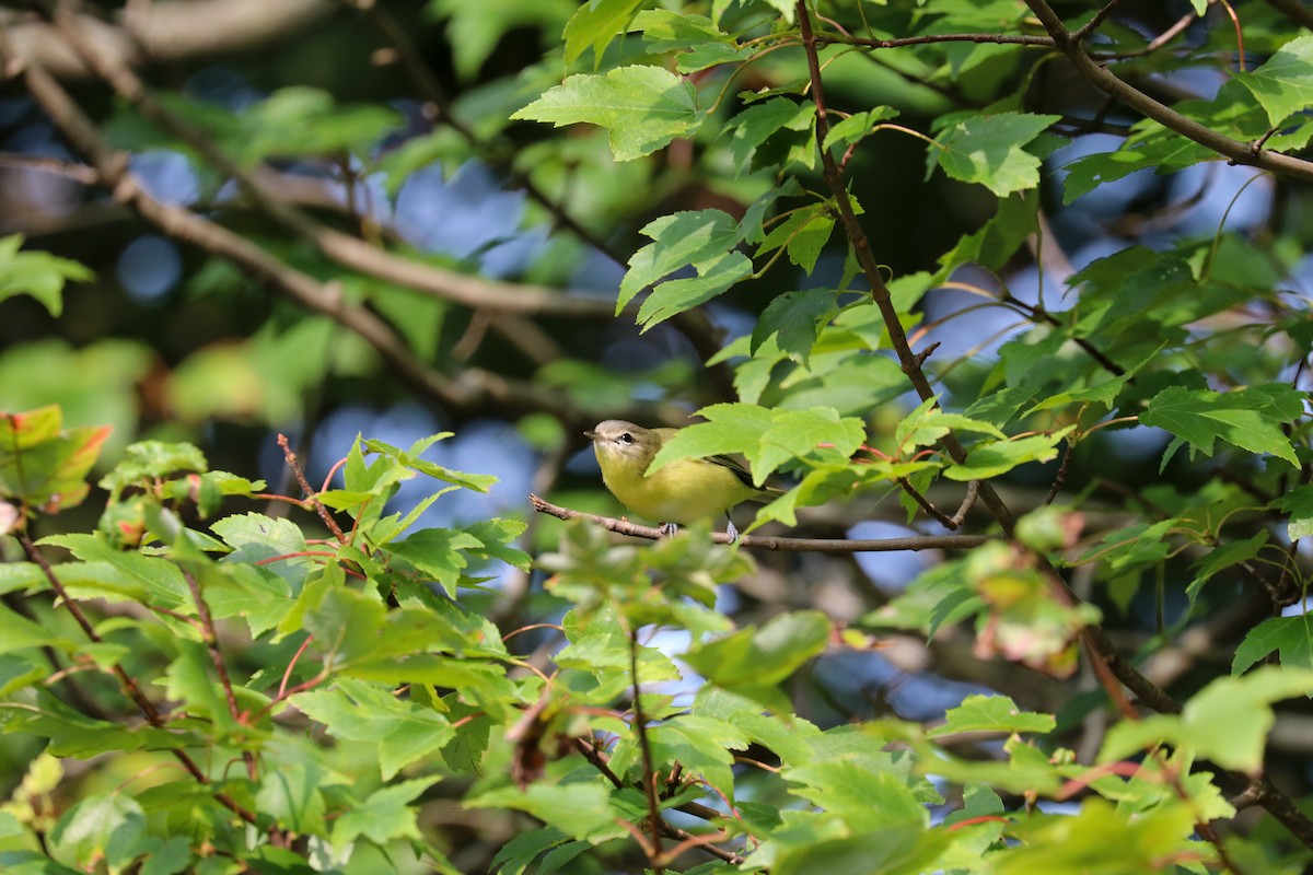 Philadelphia Vireo - ML263002391