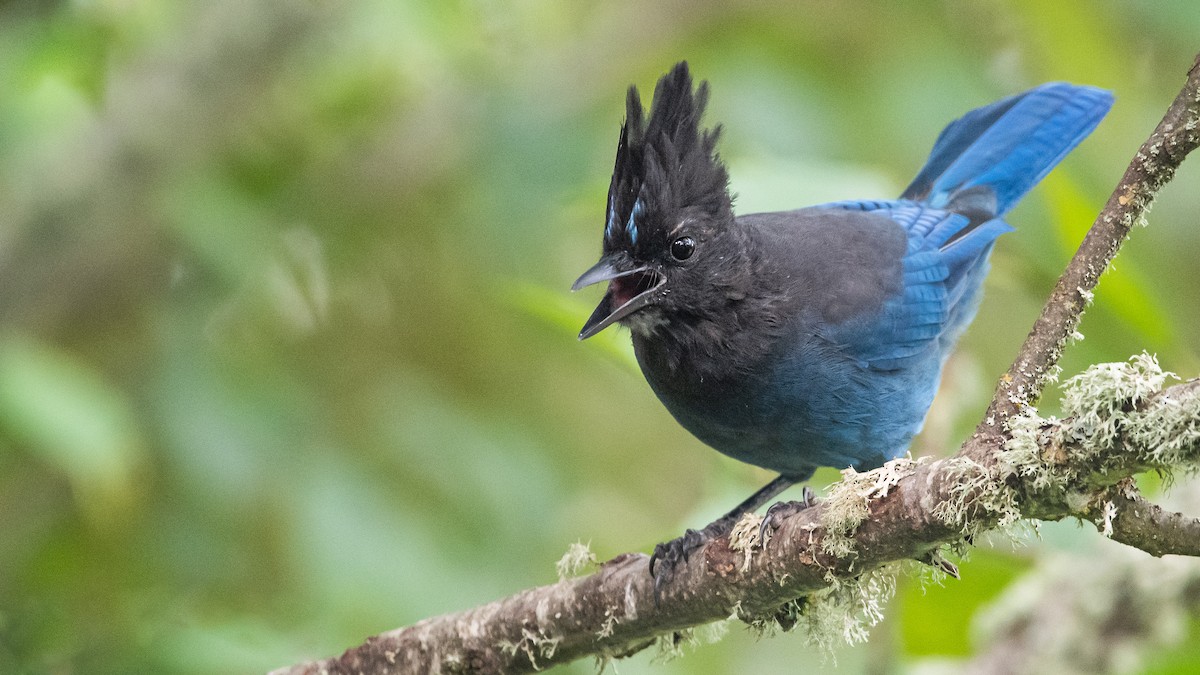 Steller's Jay - ML263002621