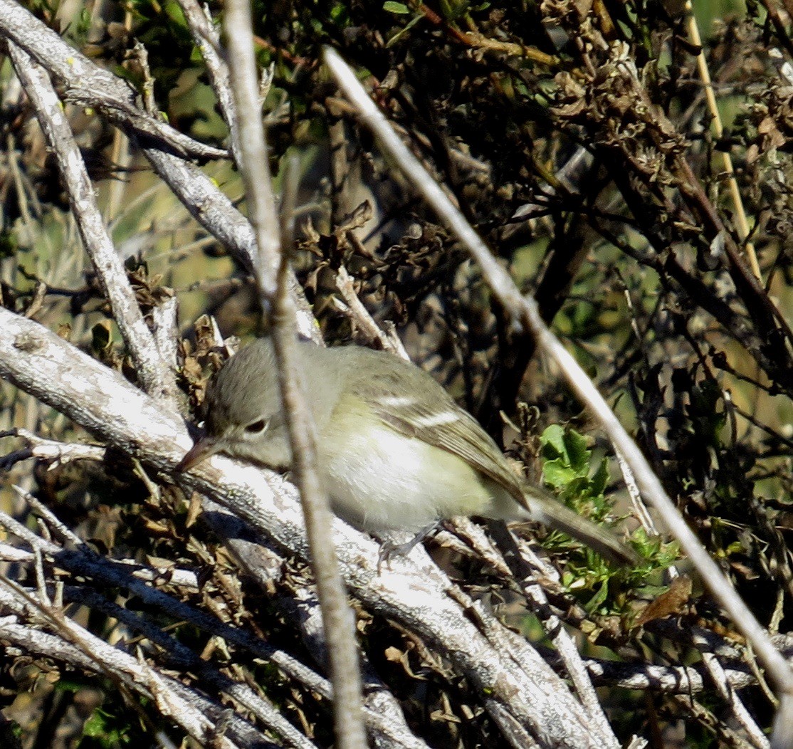Bell's Vireo - ML263003031