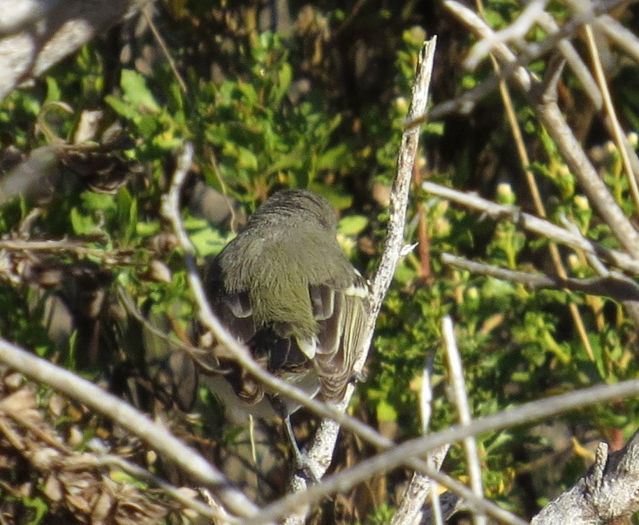 Bell's Vireo - ML263003241