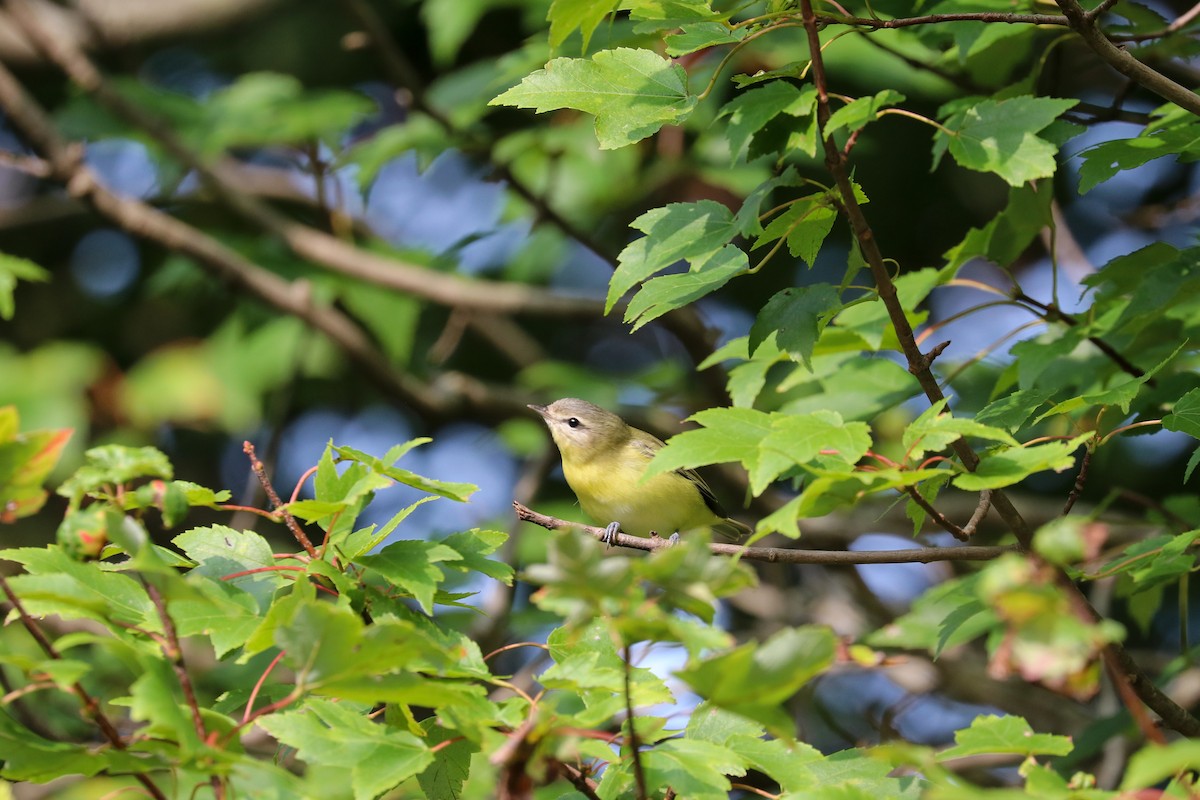 Philadelphia Vireo - ML263003401