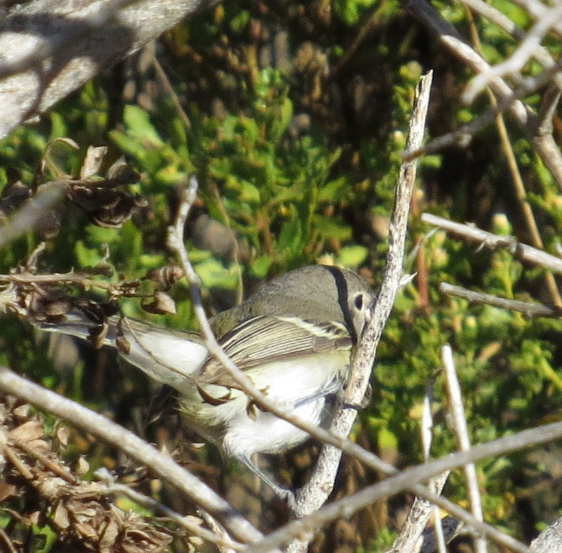 Bell's Vireo - ML263003441
