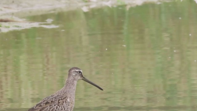 Long-billed Dowitcher - ML263004091