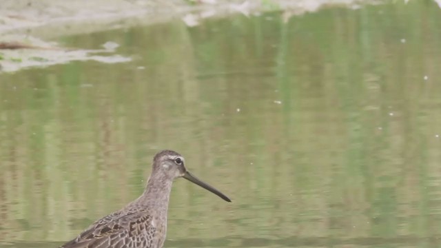 Agujeta Escolopácea - ML263004091