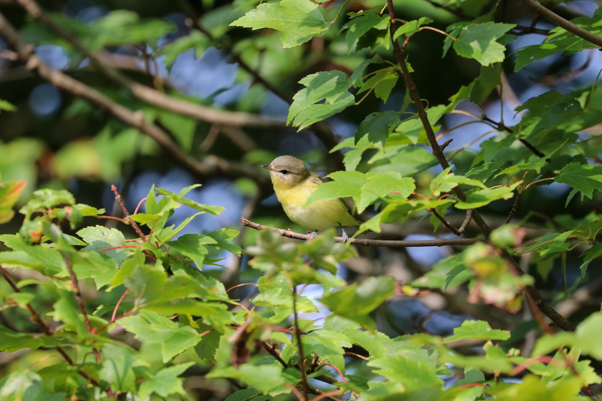Philadelphia Vireo - ML263004101
