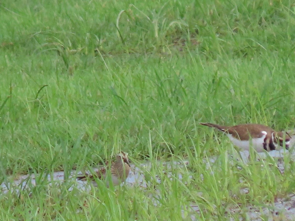 Pectoral Sandpiper - Kathy Rigling