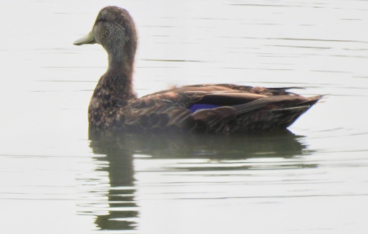 American Black Duck - Beatrix Kohlhaas