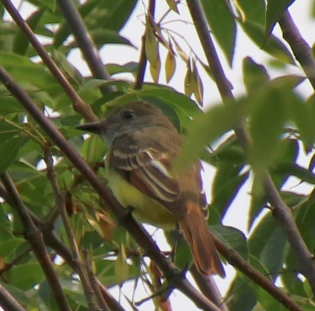 Great Crested Flycatcher - Deena Errampalli