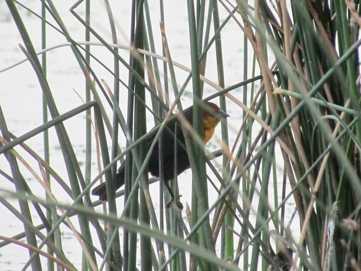 Yellow-headed Blackbird - ML263011101