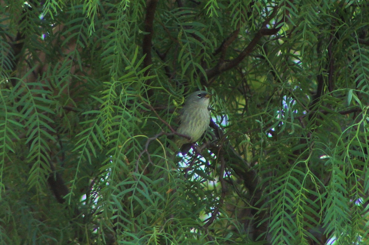 Slender-billed Finch - ML26301141