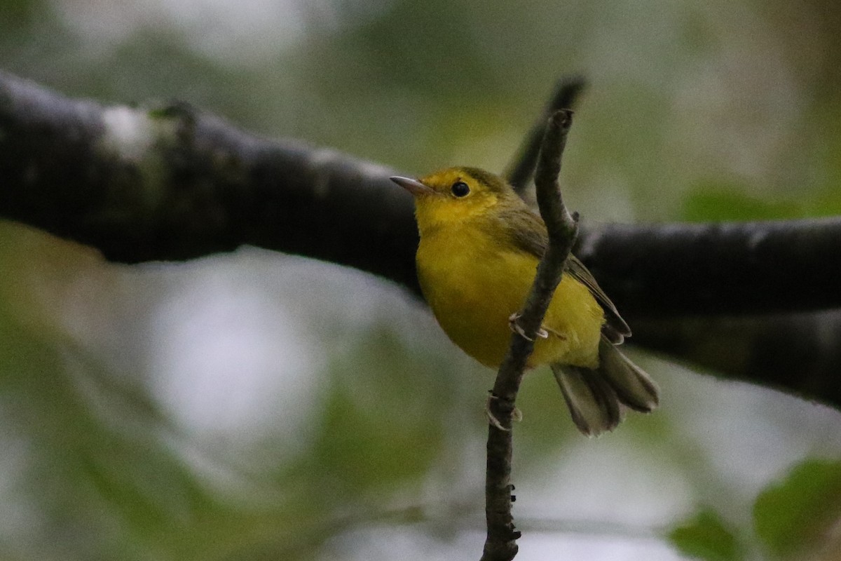 Hooded Warbler - ML263011571