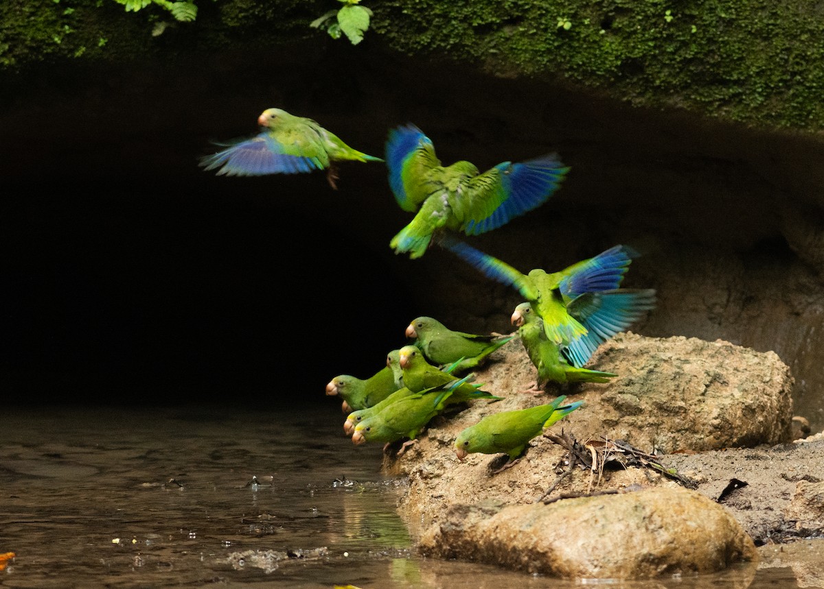 Cobalt-winged Parakeet - Alex Luna