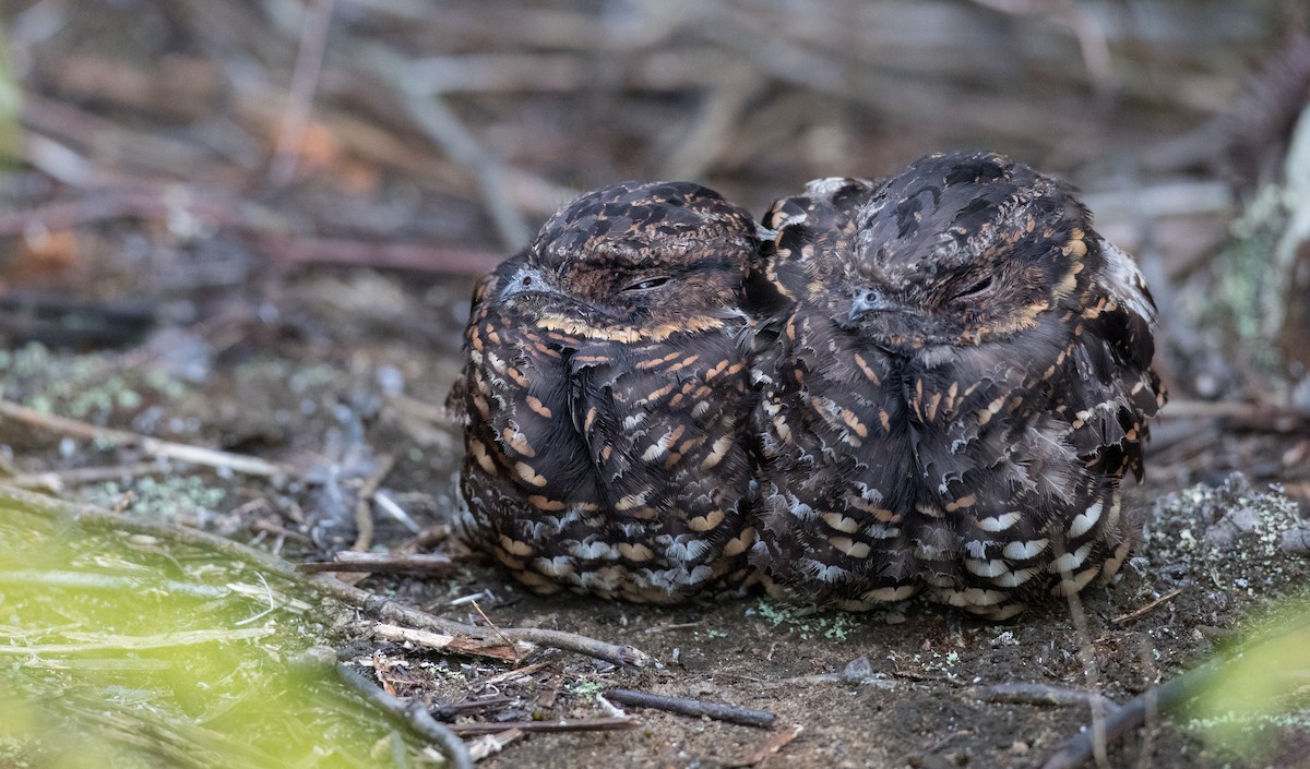 Diabolical Nightjar - ML263014191