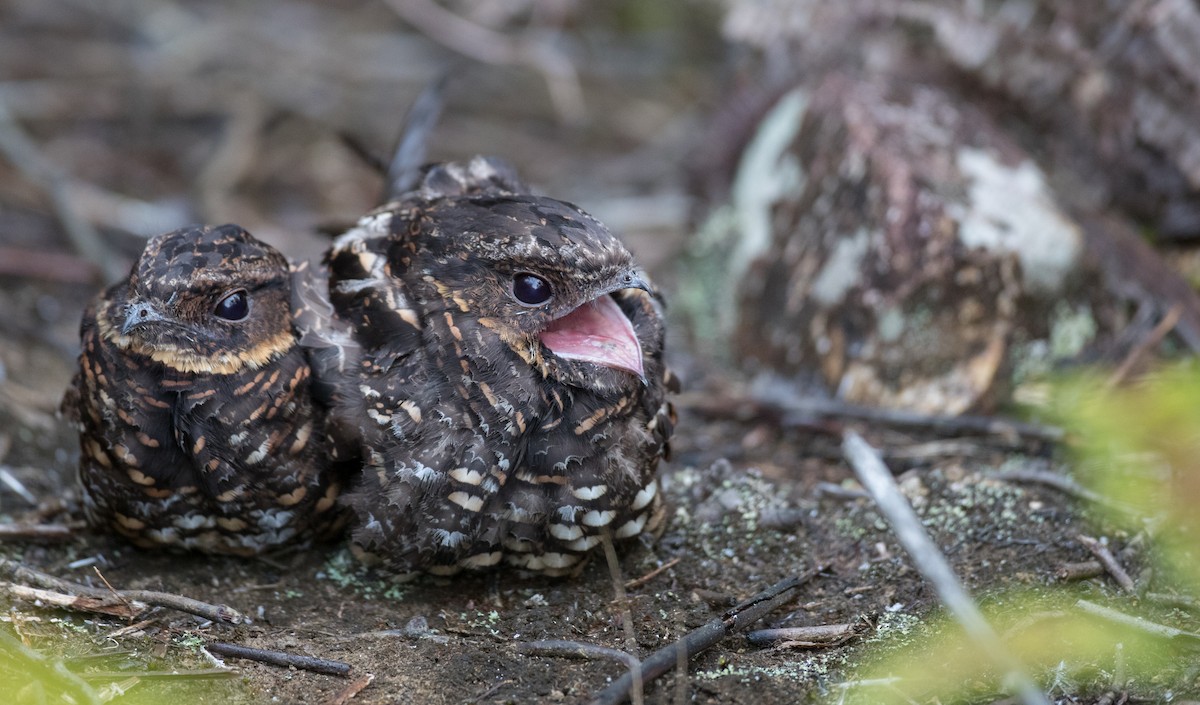 Diabolical Nightjar - ML263014211