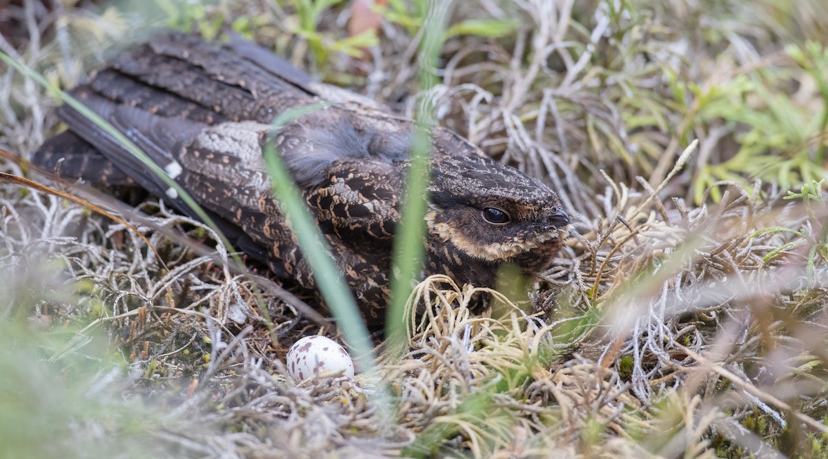 Diabolical Nightjar - ML263014231