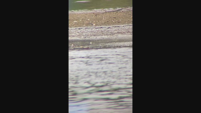 Western Sandpiper - ML263016061