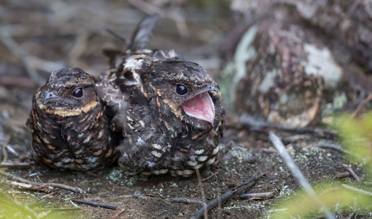 Diabolical Nightjar - Ian Davies