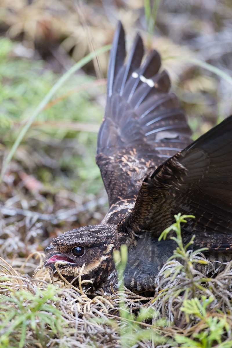 Diabolical Nightjar - ML263016481