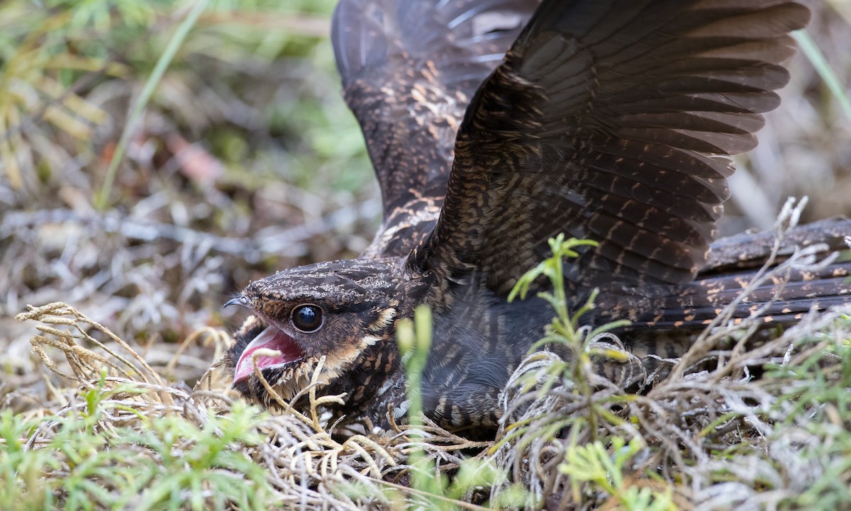 Diabolical Nightjar - ML263016491