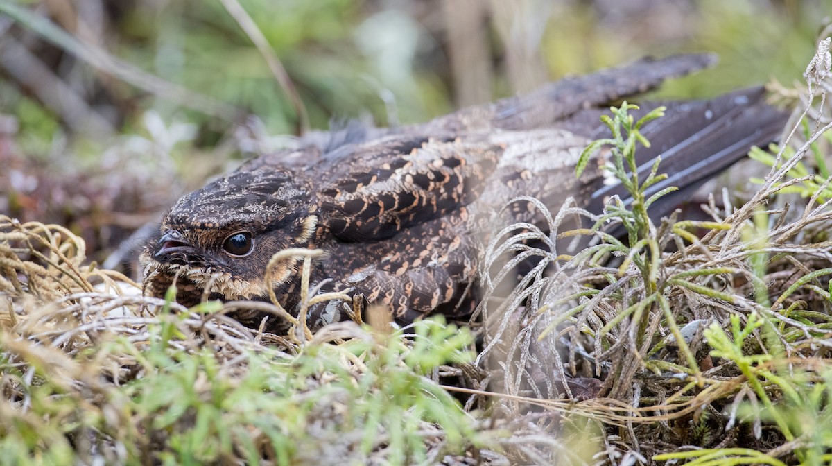 Diabolical Nightjar - ML263016561