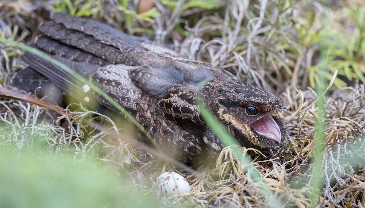 Diabolical Nightjar - ML263016571