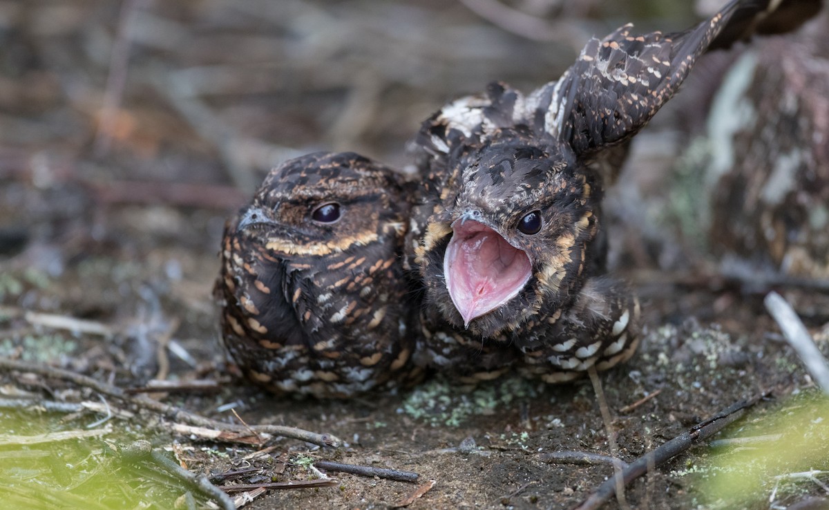 Diabolical Nightjar - ML263016651