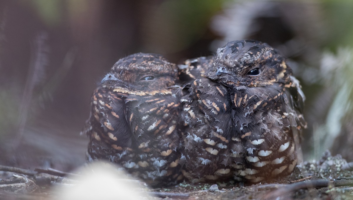 Diabolical Nightjar - ML263016661