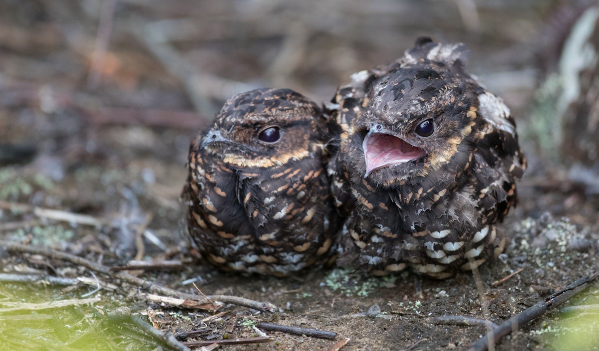 Diabolical Nightjar - ML263016671
